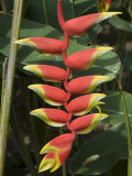 Heliconia Flower, Costa Rica, Central America, Photographic Print