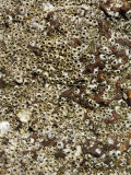 Barnacles on Rock on Beach in Maharashtra State, India Photographic Print by R H Productions 