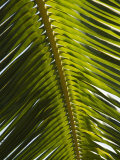 Palm Leaf, Nicoya Pennisula, Costa Rica, Central America Photographic Print by R H Productions 