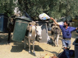 R H Productions - Mule Used for Collecting Rubbish, Island of Trikeri, Pelion, Greece - Fotografik Baskı
