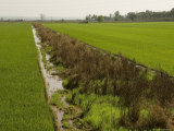 Typical Agriculture, Goa, India Photographic Print by R H Productions 