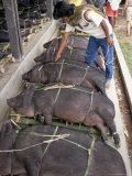 Pig Market at Rantepao, Toraja Area, Sulawesi, Indonesia, Southeast Asia Photographic Print by R H Productions 