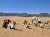 Camels in the Desert, Wadi Rum, Jordan, Middle East Photographic Print by Alison Wright