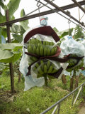 Transporting Bananas from Plantation, Costa Rica, Central America Photographic Print by R H Productions 