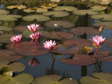 Water Lilies, Goa, India Photographic Print by R H Productions 