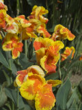 Canna Lilies, Costa Rica, Central America Photographic Print by R H Productions