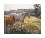 Mare And Foal In A Field Of Buttercups Premium Giclee Print by Sir Alfred Munnings