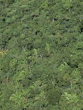 Thick Jungle from the Air, Cayo District, Belize, Cental America Photographic Print by Upperhall Thick Jungle from the Air, Cayo District, Belize, Cental America Photographic Print by Upperhall