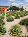 Agave Plants Used for Making Mezcal, Oaxaca City, Oaxaca, Mexico, North America Photographic Print by R H Productions 
