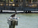 Pelican and Sea Birds on Post, Key West, Florida, USA Photographic Print by R H Productions 