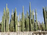 Cactus, Mexico, North America Photographic Print by R H Productions 
