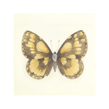 Butterfly VI Premium Giclee Print by Sophie Golaz