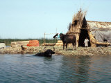 Marsh Arab Village, Iraq, Middle East Photographie
