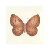 Butterfly VIII Premium Giclee Print by Sophie Golaz