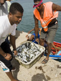 At the Fish Market, Mindelo, Sao Vicente, Cape Verde Islands, Africa Photographic Print by R H Productions 