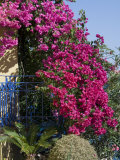 Bougainvillea, Greece Photographie par R H Productions 