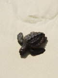 Baby Turtle on Beach, Santa Maria, Sal (Salt), Cape Verde Islands, Africa Photographic Print by R H Productions 