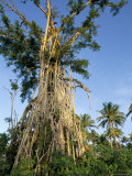 Banyan Tree after Cyclone Hit, Near Mount Tafua, Upolu Island, Western Samoa Photographie par Upperhall 