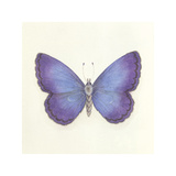 Butterfly II Premium Giclee Print by Sophie Golaz
