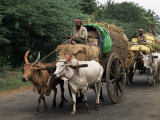 Bullock Carts are the Main Means of Transport for Local Residents, Tamil Nadu State, India Photographic Print by R H Productions 