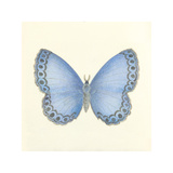 Butterfly IV Premium Giclee Print by Sophie Golaz