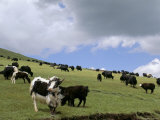Herd of Yak, Including a White Yak, Lake Son-Kul, Kyrgyzstan, Central Asia Reprodukcja zdjęcia autor Upperhall Herd of Yak, Including a White Yak, Lake Son-Kul, Kyrgyzstan, Central Asia Reprodukcja zdjęcia autor Upperhall