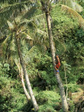 Boy Climbing Coconut Palm, Lalomanu Beach, Upolu Island, Western Samoa Photographie par Upperhall 