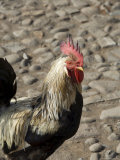 Cockerel on Beach at Cidade Velha, Santiago, Cape Verde Islands, Africa Fotografie-Druck von R H Productions 