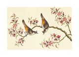 Birds And Flowers On Branch Premium Giclee Print by Anonymous Birds And Flowers On Branch Premium Giclee Print by Anonymous