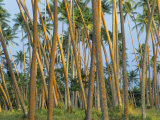 Coconut Plantation, Taveuni Island, Fiji Lámina fotográfica por Upperhall Coconut Plantation, Taveuni Island, Fiji Lámina fotográfica por Upperhall