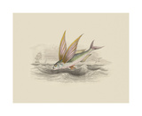 Flying Fish II Premium Giclee Print by Anonymous Flying Fish II Premium Giclee Print by Anonymous