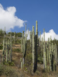 Landscape Near Hierve El Agua, Oaxaca, Mexico, North America Photographic Print by R H Productions