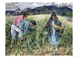 Picking Young Corn Giclee-trykk av William Bradford Picking Young Corn Giclee-trykk av William Bradford