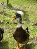Ducks in the Grounds of Montana De Fuego Hotel, La Fortuna, Arenal, Costa Rica, Central America Photographic Print by R H Productions 