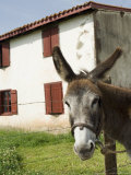 Donkey Near St. Jean Pied De Port, Basque Country, Pyrenees-Atlantiques, Aquitaine, France Lámina fotográfica por R H Productions Donkey Near St. Jean Pied De Port, Basque Country, Pyrenees-Atlantiques, Aquitaine, France Lámina fotográfica por R H Productions