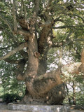 One Thousand Year Old Plane Tree, Trunk Has Circumference of 14 Metres, Isagarada, Pelion, Greece Photographic Print by R H Productions One Thousand Year Old Plane Tree, Trunk Has Circumference of 14 Metres, Isagarada, Pelion, Greece Photographic Print by R H Productions