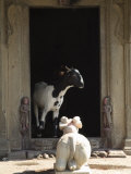 Hindu Shrine Complete with Goat on the Ghats Below Ahilya Fort, Madhya Pradesh State, India Photographic Print by R H Productions 