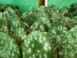 Infested Pads of Cactus Used to Raise the Cochineal Beetle for Making Red Dye, Oaxaca, Mexico Photographic Print by R H Productions 