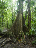 Vegetation in the Rain Forest, Tortuguero National Park, Costa Rica, Central America Photographic Print by R H Productions Vegetation in the Rain Forest, Tortuguero National Park, Costa Rica, Central America Photographic Print by R H Productions