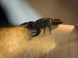 Scorpion, Monteverde Cloud Forest National Park, Monteverde, Costa Rica, Central America Reprodukcja zdjęcia autor R H Productions Scorpion, Monteverde Cloud Forest National Park, Monteverde, Costa Rica, Central America Reprodukcja zdjęcia autor R H Productions
