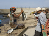 Gutting Fish at the Port of Ponto Do Sol, Ribiera Grande, Santo Antao, Cape Verde Islands Photographic Print by R H Productions 