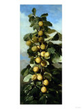 Chinese Plums, 1888 Giclee Print by Soren Emil Carlsen