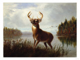 Eight Point Stag Giclee Print by William Bradford