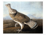 Ruffed Goose, Circa 1812 Giclee Print by John James Audubon