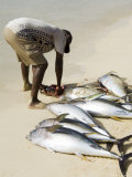 Fisherman Gutting Catch on Beach at Santa Maria on the Island of Sal (Salt), Cape Verde Islands Photographic Print by R H Productions 