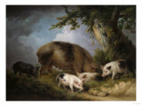 A Sow and Her Four Piglets in a Wooded Landscape Giclee Print by Henry Thomas Alken