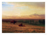 Buffalo on the Plains, Circa 1890 Giclee Print by Sir William Beechey