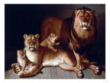 A Pride of Lions Giclee Print by Edward S. Curtis
