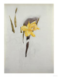 Study of Daffodils Giclee Print by George Wesley Bellows