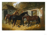 Barnyard Scene Giclee-trykk av Federico Ballesio